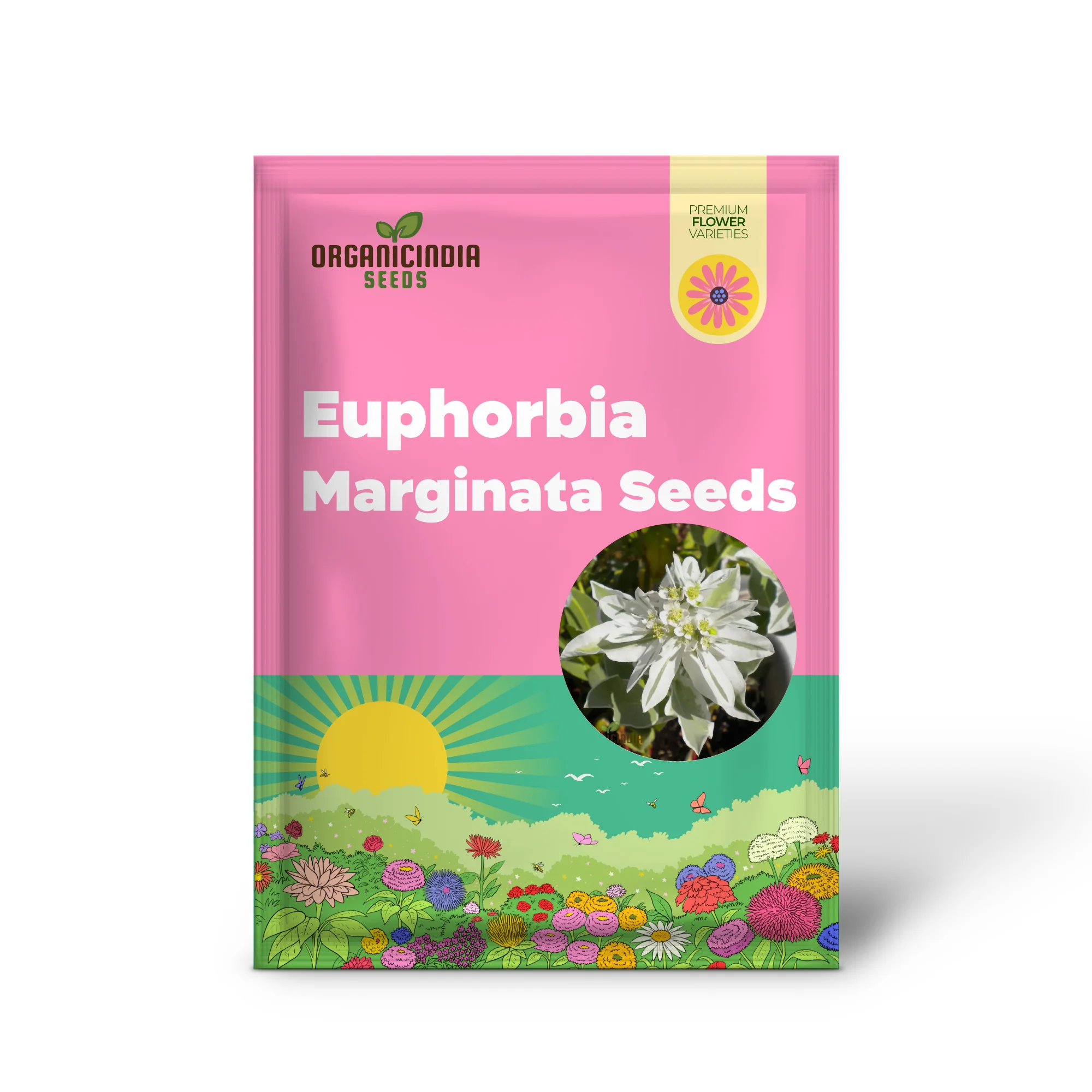 Euphorbia Marginata 'Kilimanjaro' Seeds - Hardy Annual for Planting in Borders and Containers - Image 2