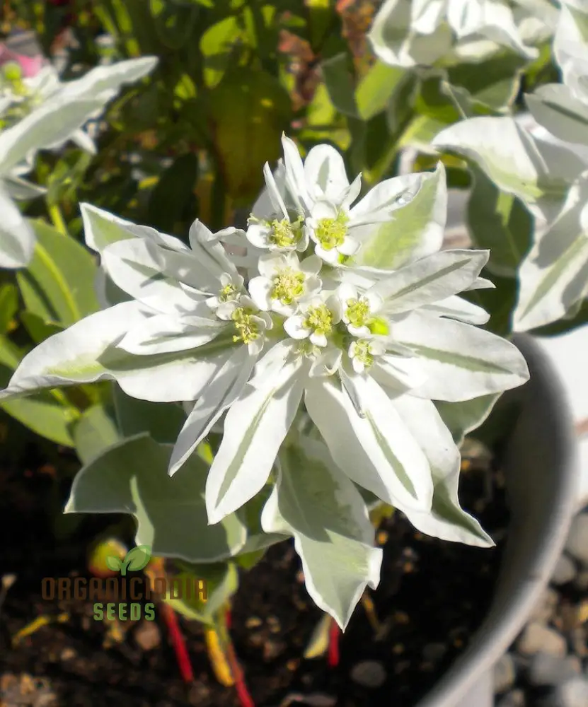 Euphorbia Marginata 'Kilimanjaro' Seeds - Hardy Annual for Planting in Borders and Containers - Image 3
