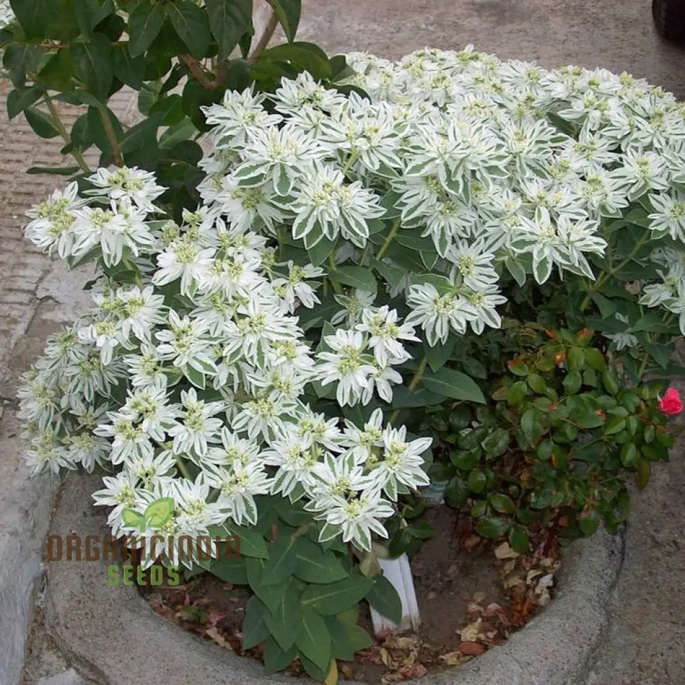 Euphorbia Marginata 'Kilimanjaro' Seeds - Hardy Annual for Planting in Borders and Containers - Image 4