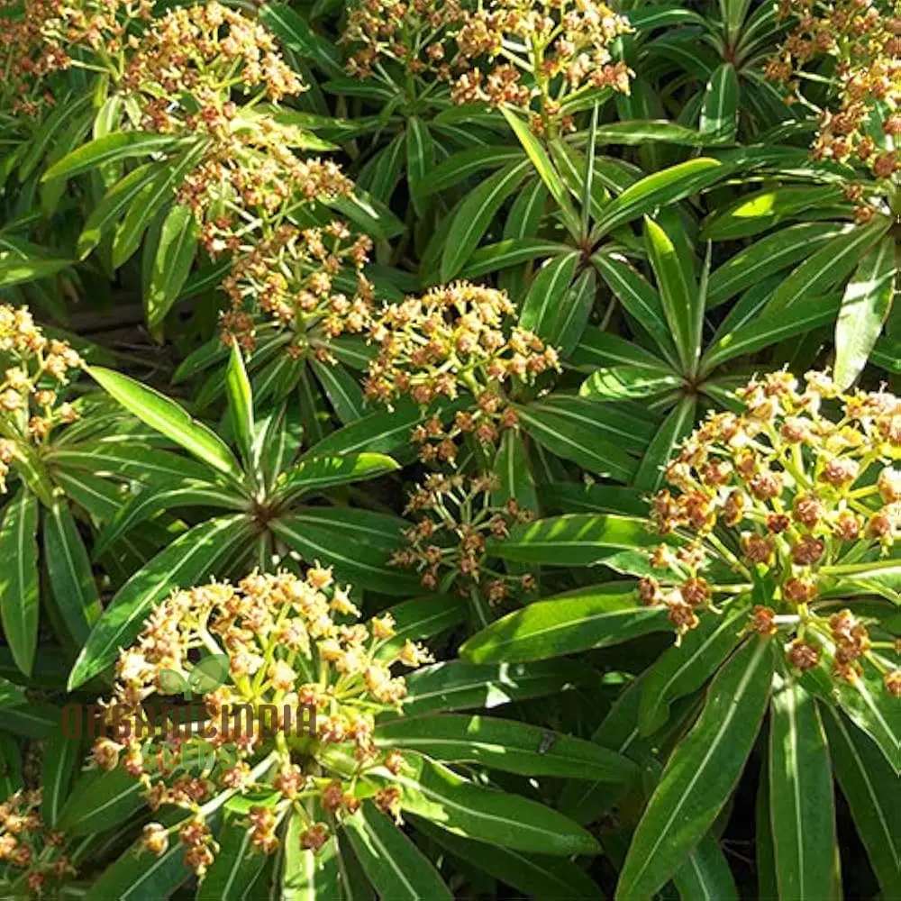 Euphorbia Mellifera (Kilimanjaro) Flower Seeds for Planting- Rare Planting Variety for Your Garden