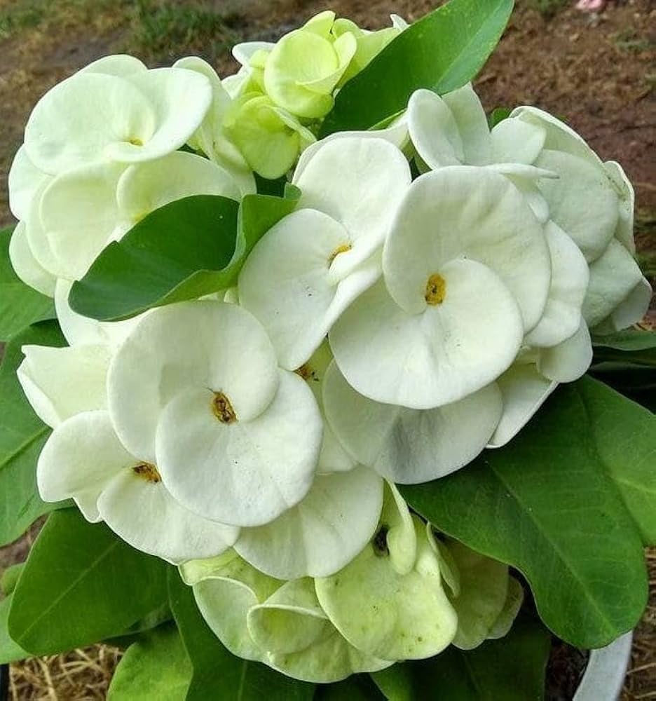 Euphorbia Milii Seeds – Crown of Thorns Flower for Garden