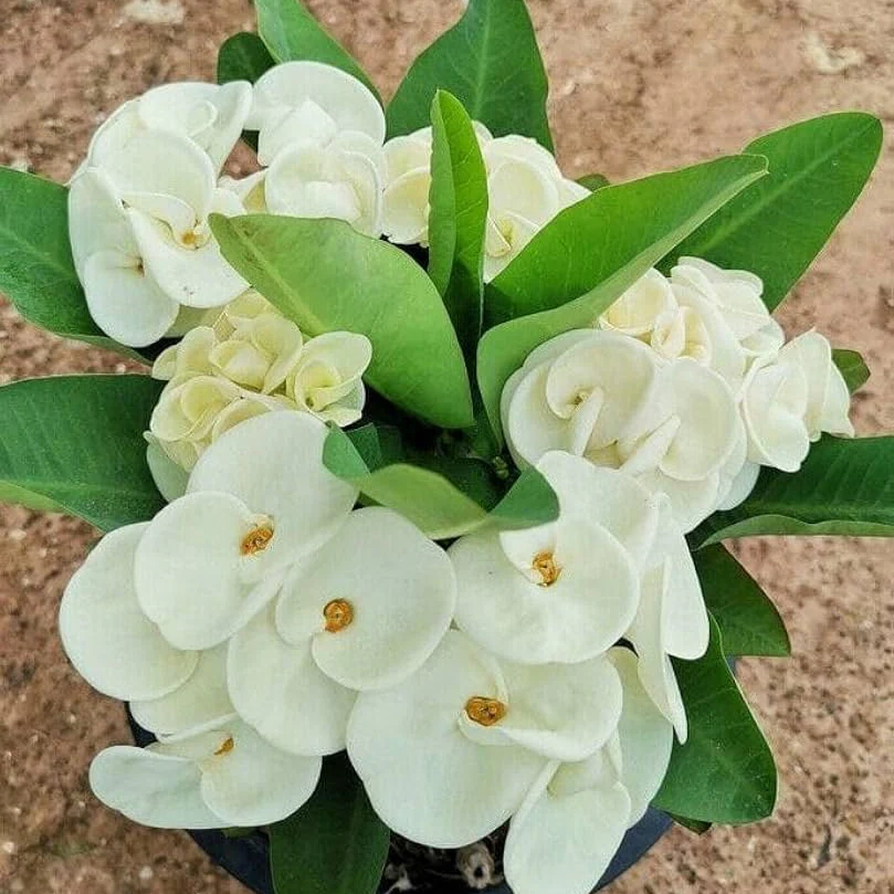 Euphorbia Milii Seeds – Crown of Thorns Flower for Garden - Image 3