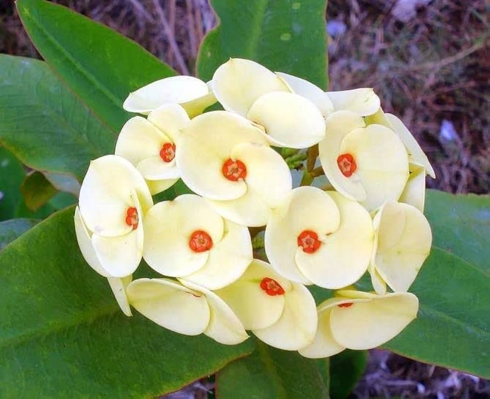 Euphorbia Milii Seeds – Crown of Thorns Flower for Garden - Image 4