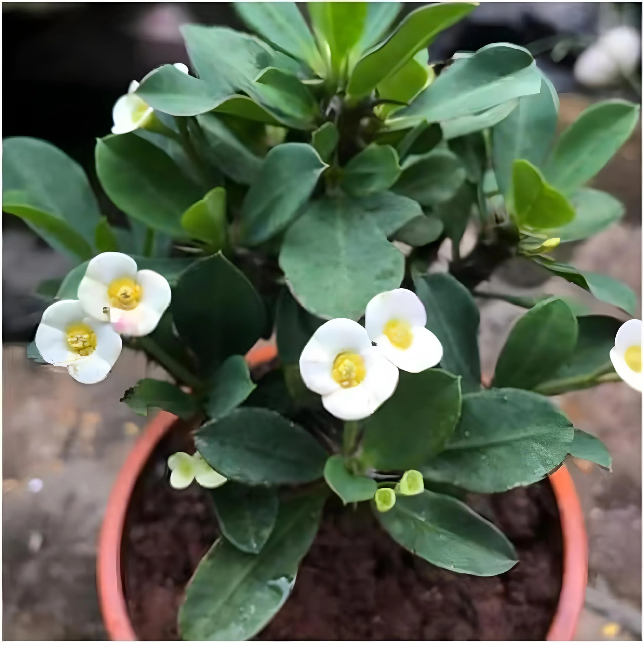 Euphorbia Milii Seeds – Crown of Thorns Flower for Garden - Image 5