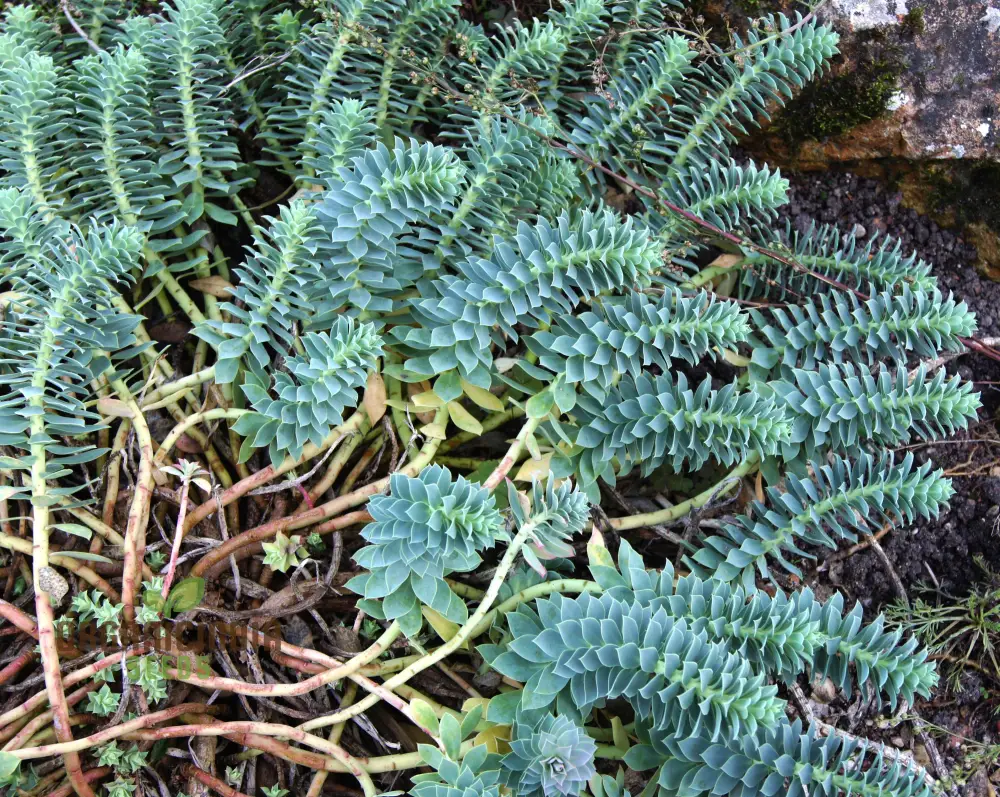 Euphorbia Myrsinites Seeds - Planting Instructions Included for Your Garden Delight