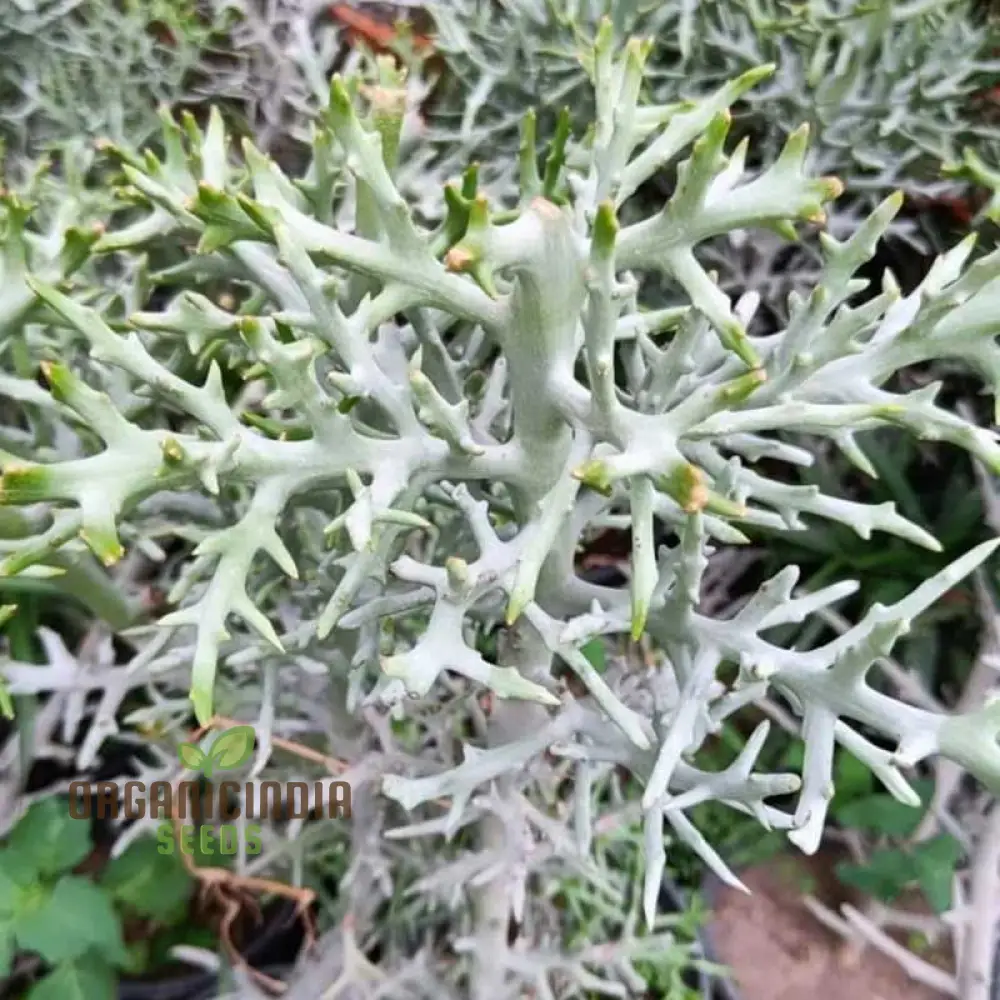 Euphorbia Stenoclada Seeds - Rare Succulent Planting Seeds for Exotic Gardens