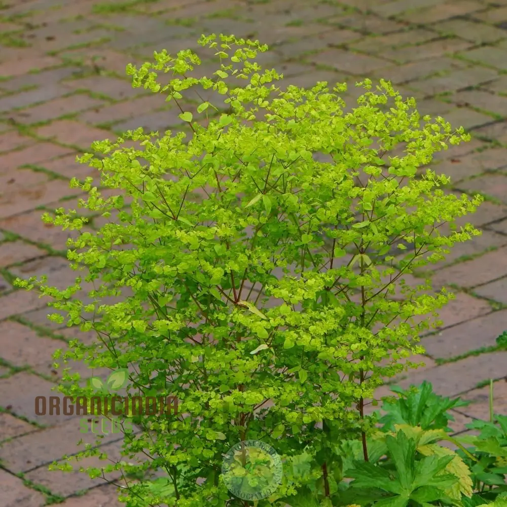 Euphorbia Stricta 'Golden Foam' Seeds - Hardy Perennial Planting Instructions Included