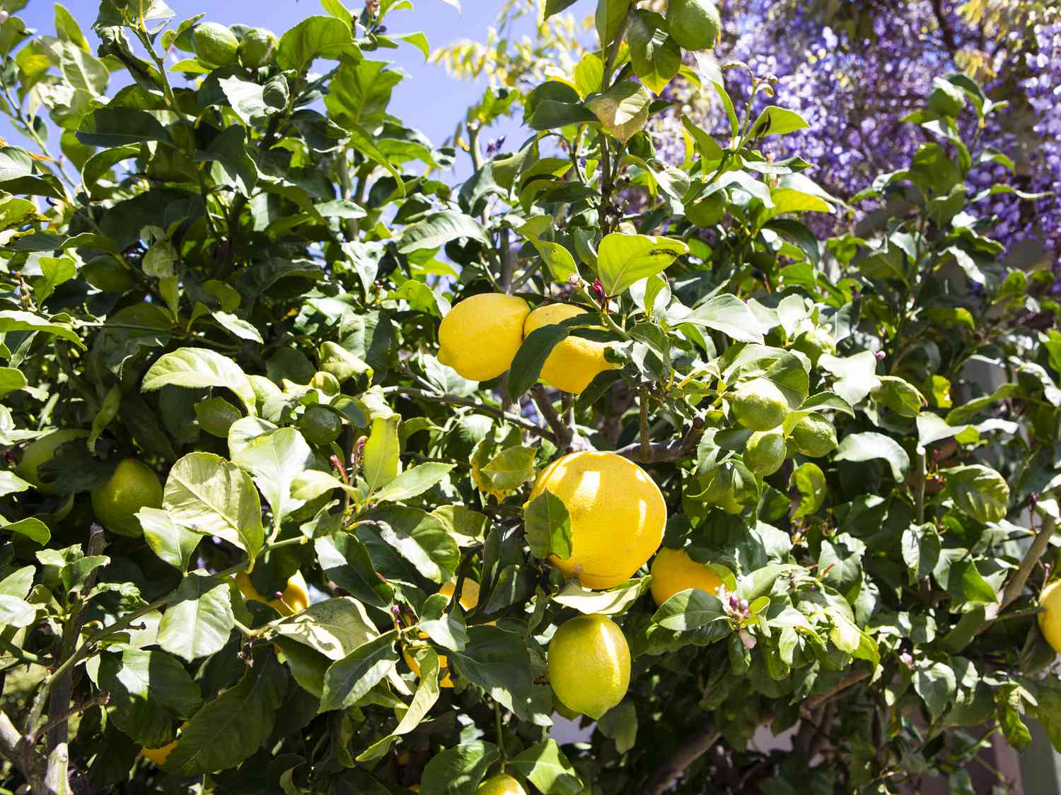 Eureka Lemon Seeds for Planting – Grow Fresh Citrus at Home - Image 3