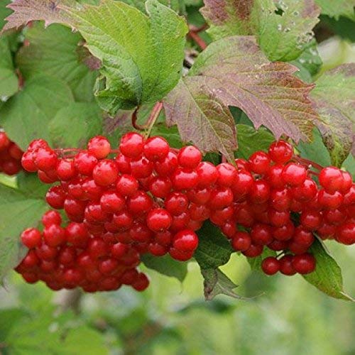 European Cranberry Tree Seeds