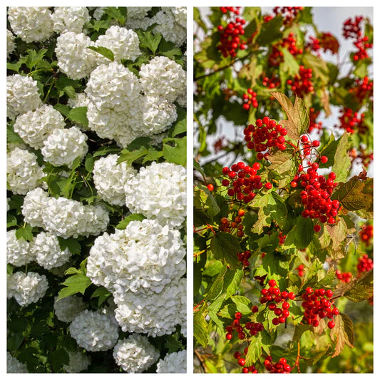European Cranberry Tree Seeds - Image 3