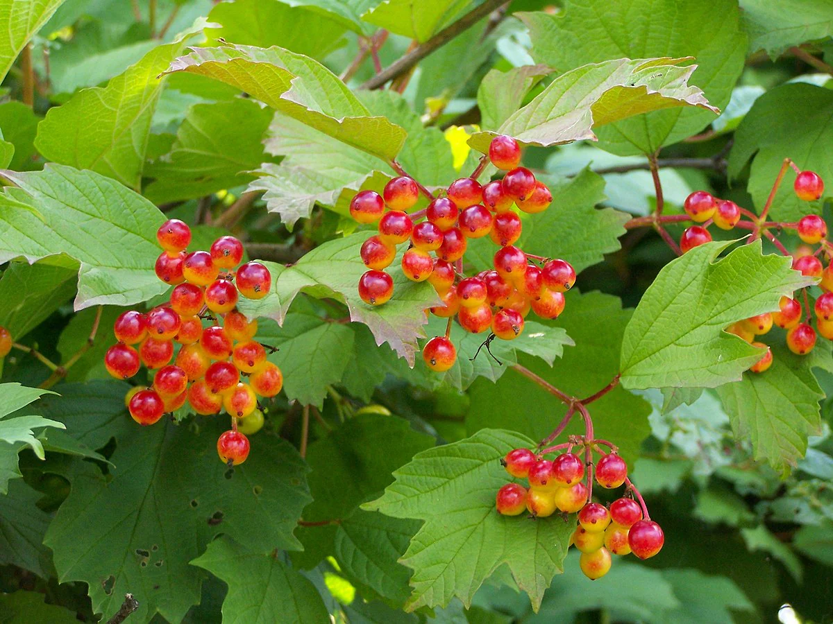 European Cranberry Tree Seeds - Image 4