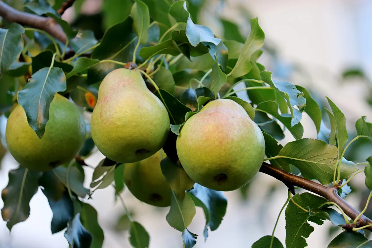 European Pear Tree Fruit Seeds - Image 3