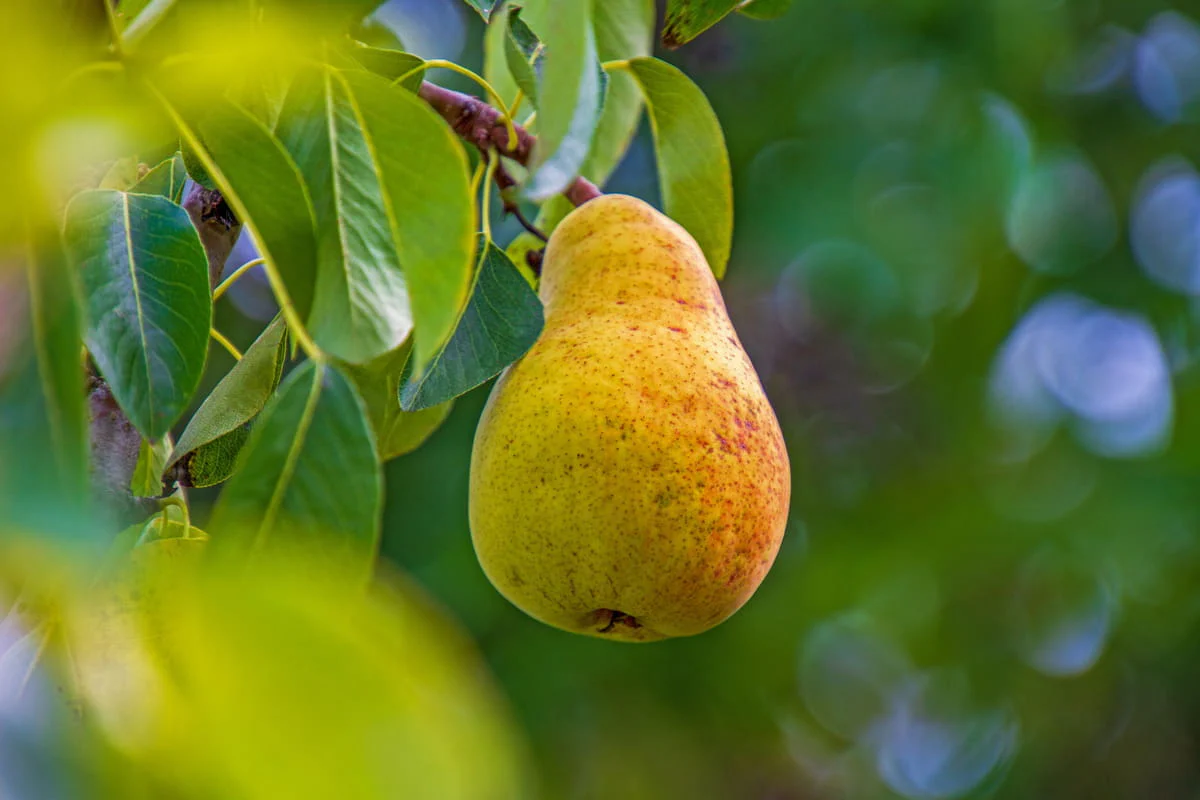 European Pear Tree Fruit Seeds - Image 4