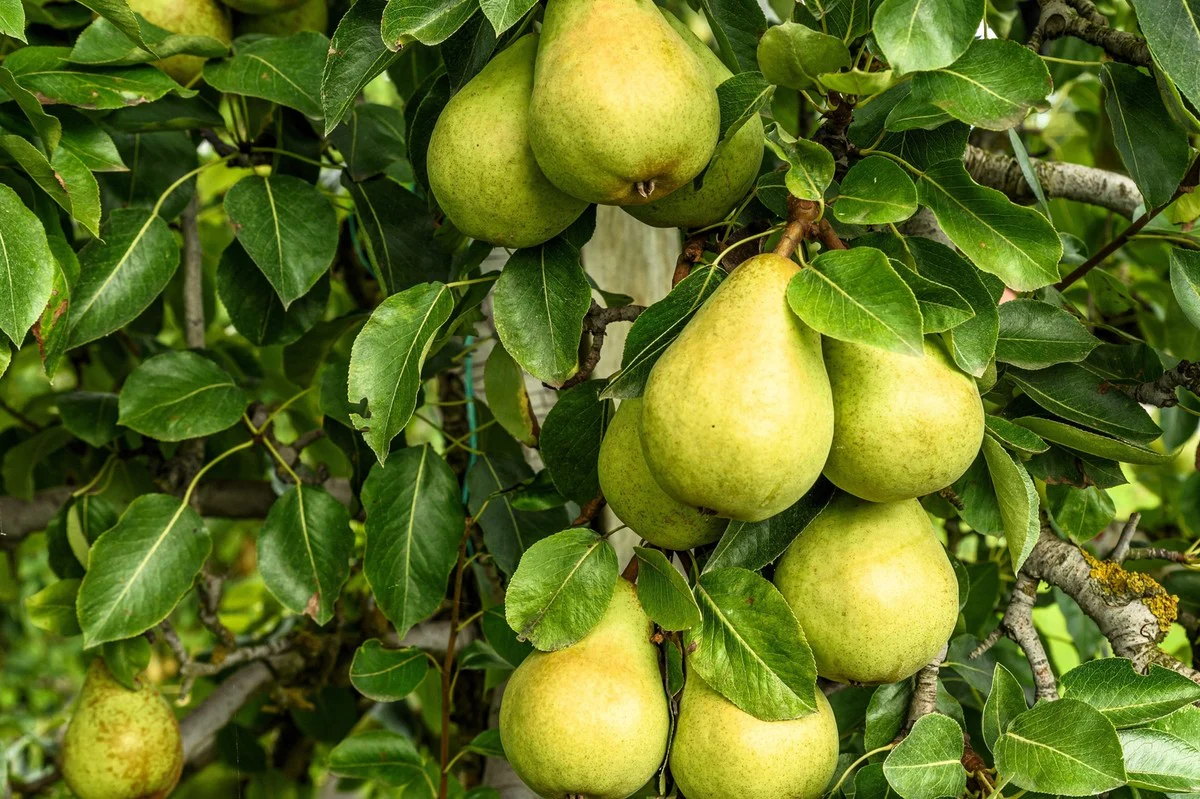 European Pear Tree Fruit Seeds - Image 5