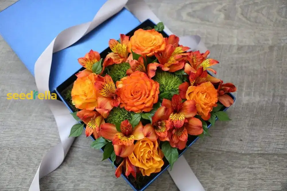 Eustoma Seeds – Vibrant Orange Garden Blooms