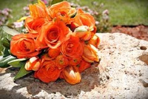 Eustoma Seeds – Vibrant Orange Garden Blooms - Image 4