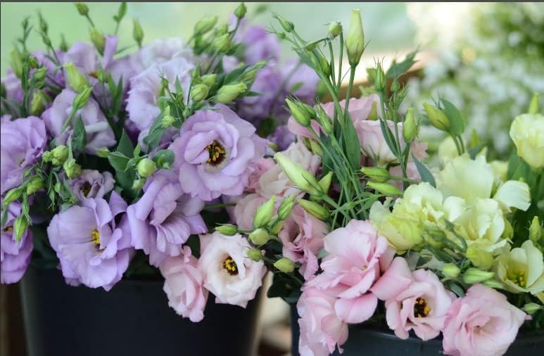 Lisianthus Flower Seeds – Eustoma Grandiflorum Seeds for Garden Planting - Image 6
