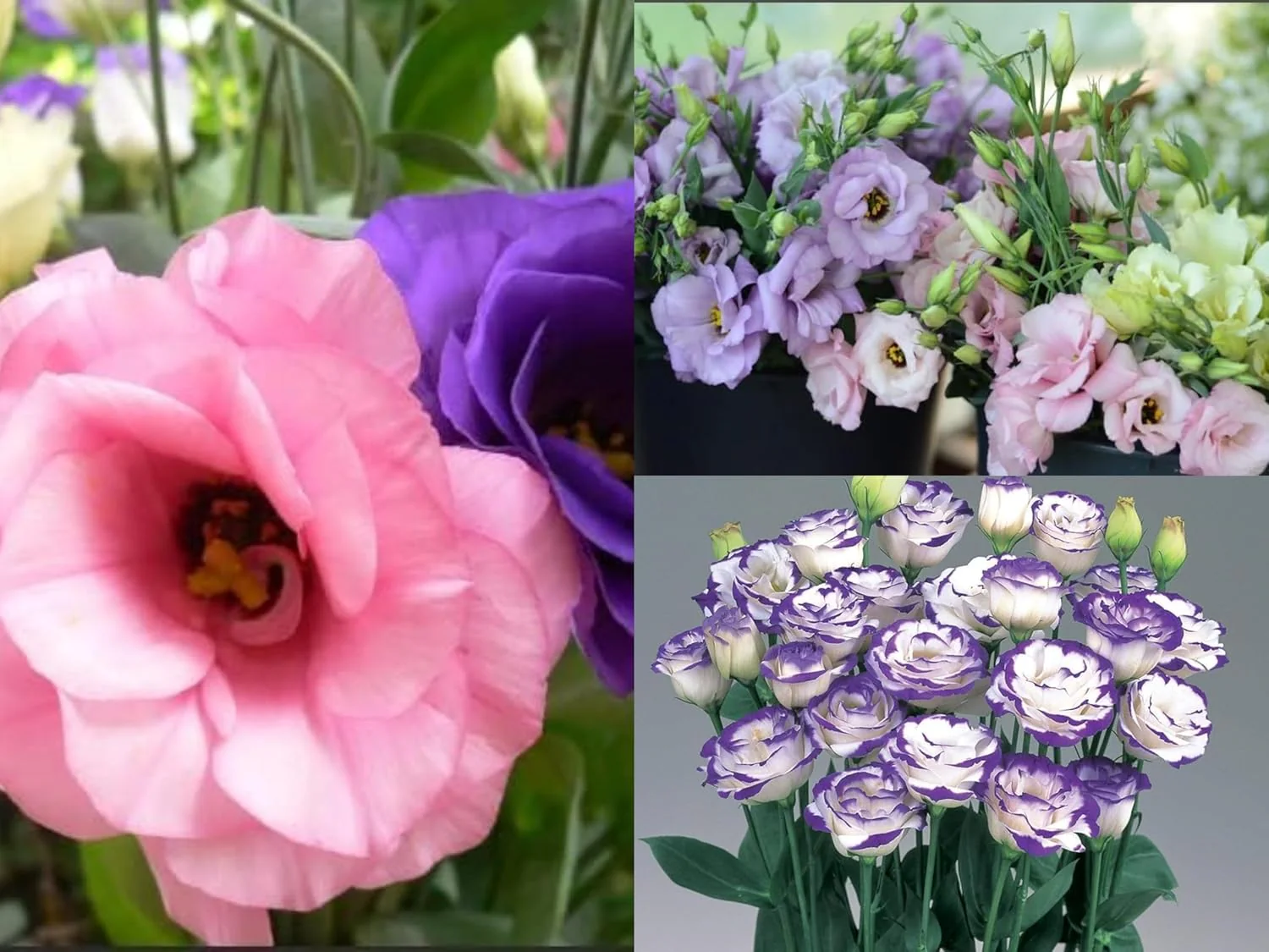 Lisianthus Flower Seeds – Eustoma Grandiflorum Seeds for Garden Planting - Image 8