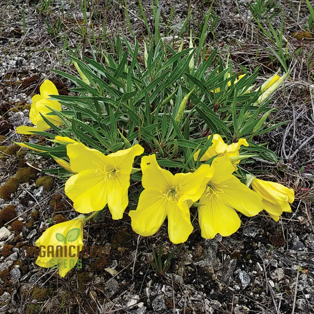 Evening Primrose Delight Flower Seeds For Planting: Oenothera Missouriensis - Hardy Perennial for Vibrant Garden Blooms and Pollinator Paradise