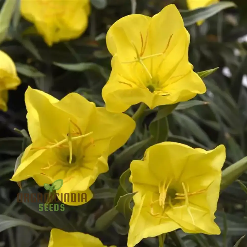 Evening Primrose Delight Flower Seeds For Planting: Oenothera Missouriensis - Hardy Perennial for Vibrant Garden Blooms and Pollinator Paradise - Image 3