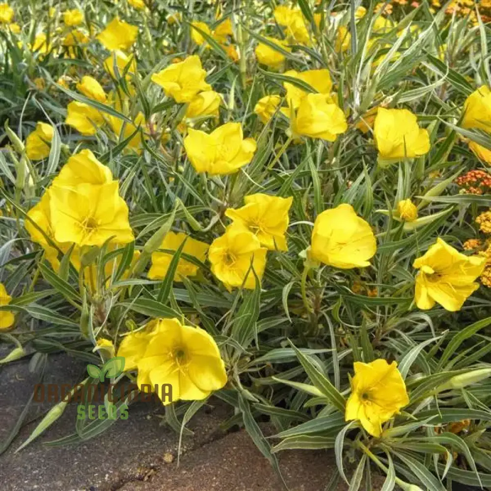 Evening Primrose Delight Flower Seeds For Planting: Oenothera Missouriensis - Hardy Perennial for Vibrant Garden Blooms and Pollinator Paradise - Image 4
