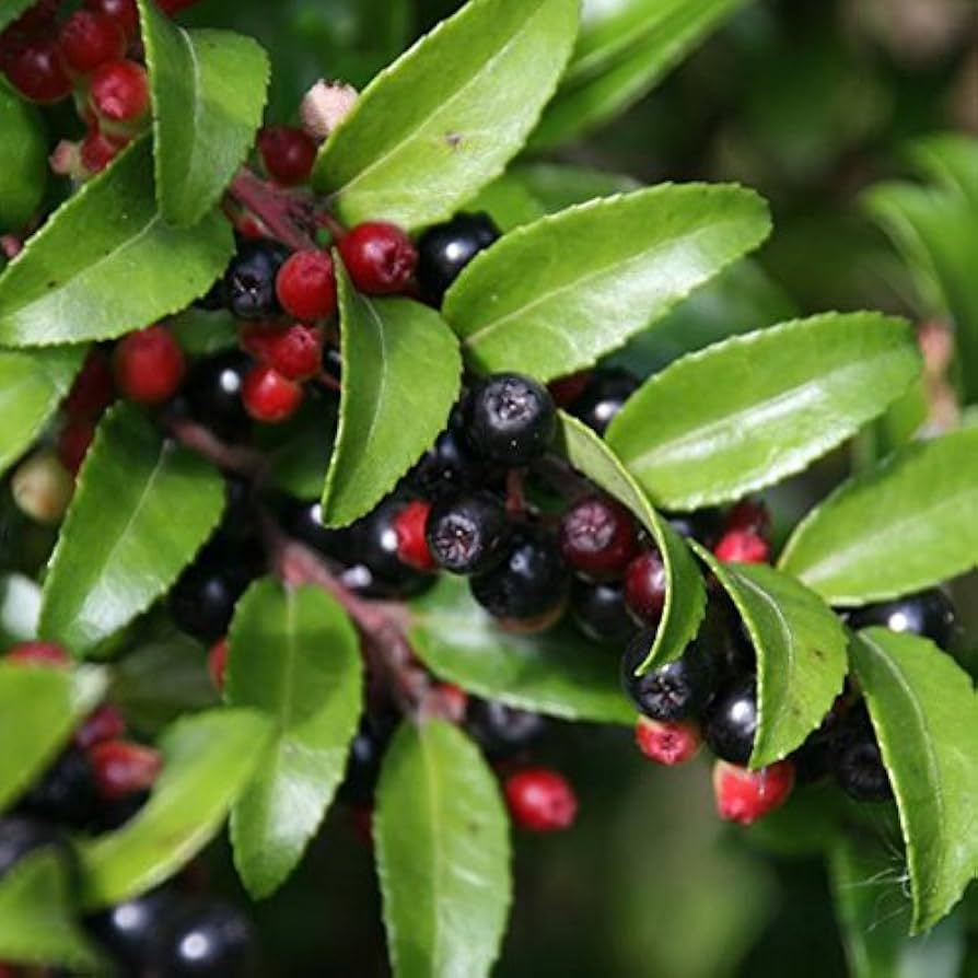 Evergreen Huckleberry Bush Seeds, Planting Fruit Seeds - 100 pcs