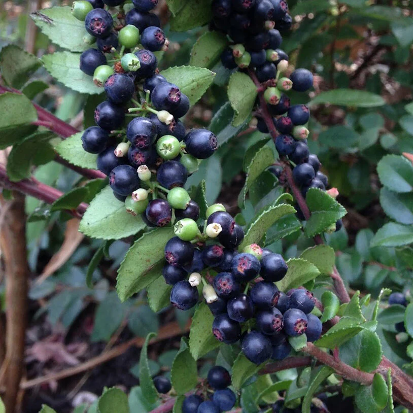 Evergreen Huckleberry Bush Seeds, Planting Fruit Seeds - 100 pcs - Image 3