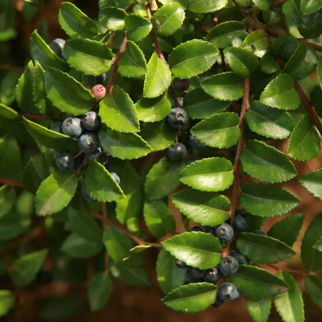 Evergreen Huckleberry Bush Seeds, Planting Fruit Seeds - 100 pcs - Image 4