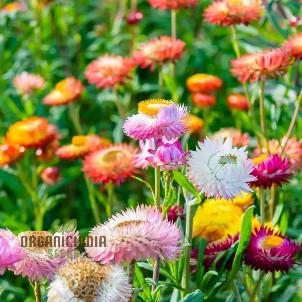 Everlasting Daisy Mixed Seeds – Elevate Your Gardening Experience with Long-Lasting, Vibrant Blooms!