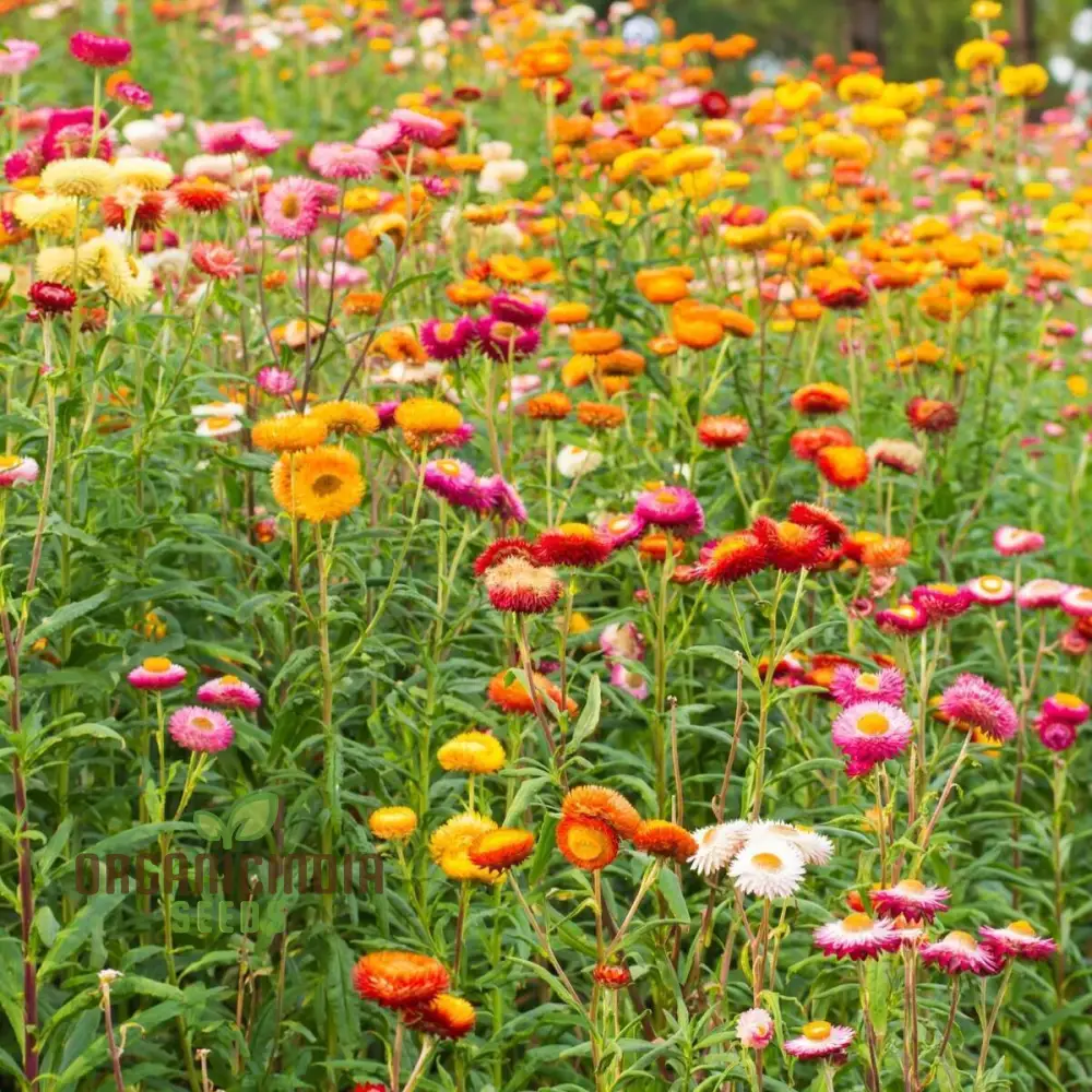 Everlasting Daisy Mixed Seeds – Elevate Your Gardening Experience with Long-Lasting, Vibrant Blooms! - Image 3