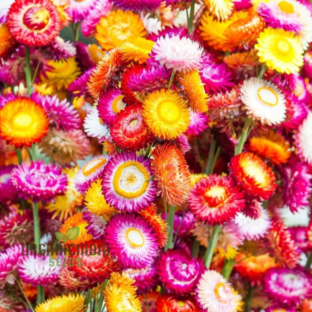 Everlasting Daisy Mixed Seeds – Elevate Your Gardening Experience with Long-Lasting, Vibrant Blooms! - Image 4
