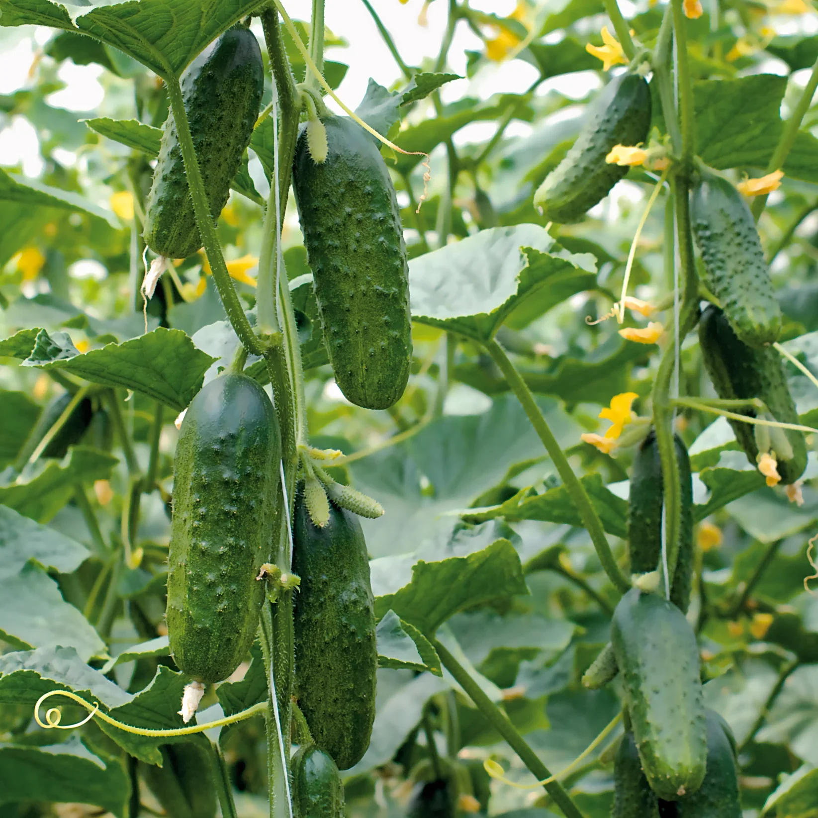 Excelsior Cucumber Seeds – High-Yield, Crisp & Burpless - Grow Fresh Cucumbers