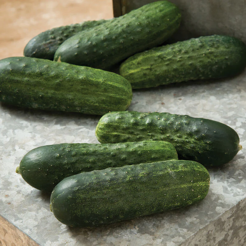 Excelsior Cucumber Seeds – High-Yield, Crisp & Burpless - Grow Fresh Cucumbers - Image 2