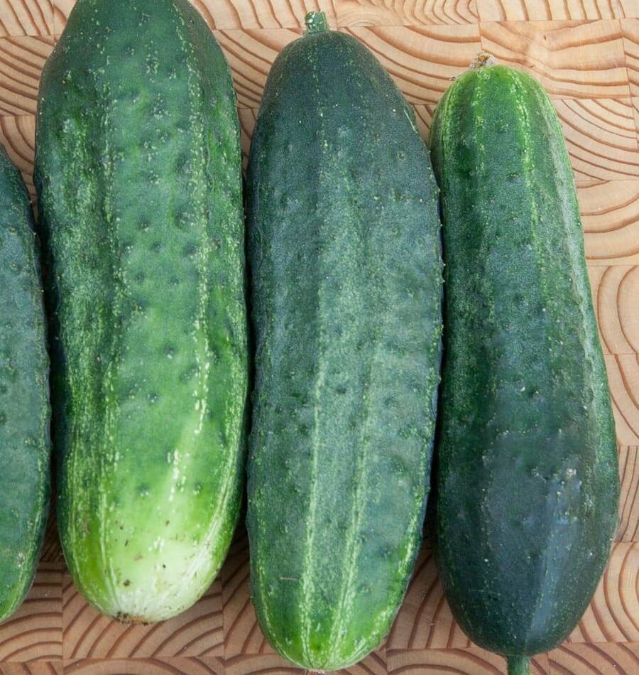 Excelsior Cucumber Seeds – High-Yield, Crisp & Burpless - Grow Fresh Cucumbers - Image 3