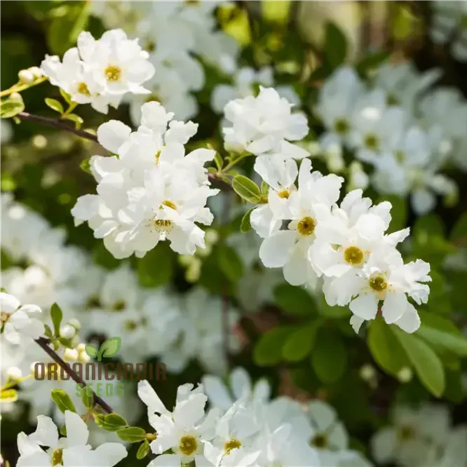 Exochorda x Macrantha 'The Bride' Seeds - Planting Instructions & Care Tips Included