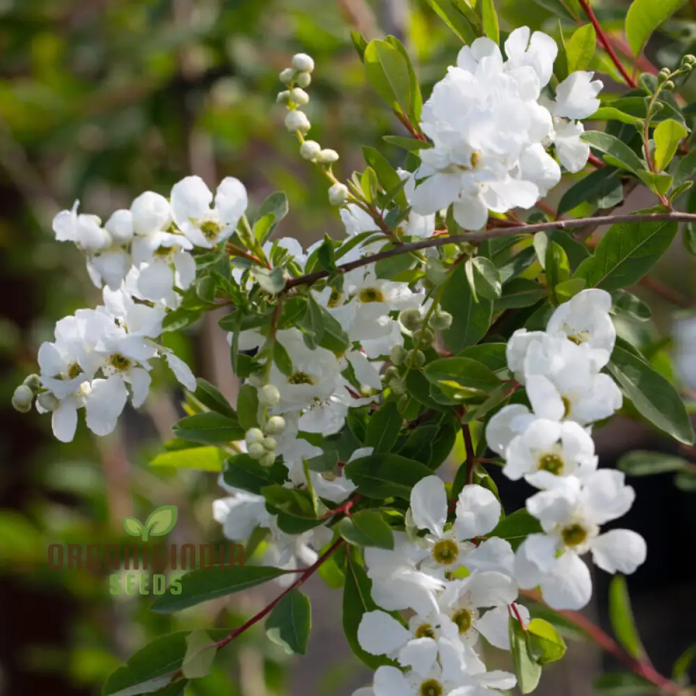 Exochorda x Macrantha 'The Bride' Seeds - Planting Instructions & Care Tips Included - Image 3
