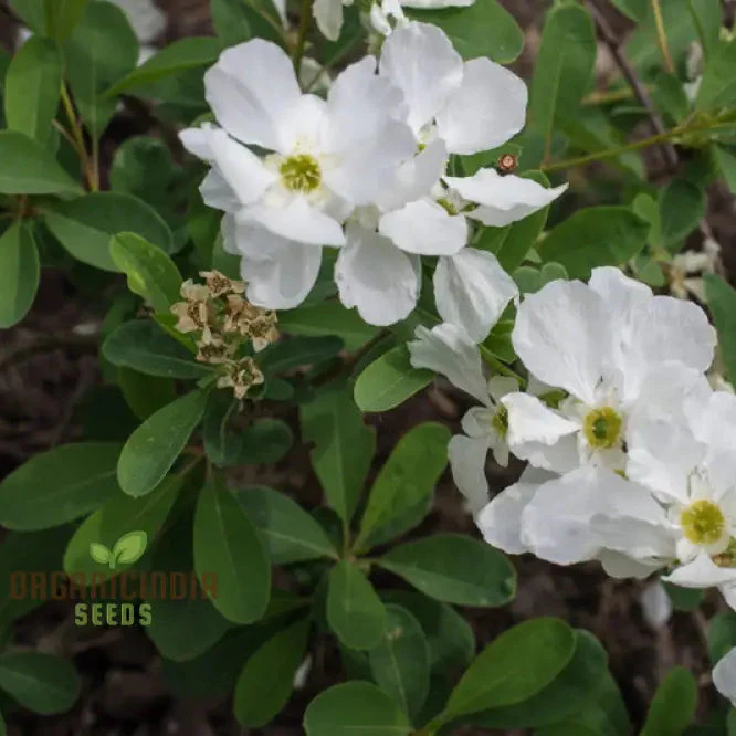 Exochorda x Macrantha 'The Bride' Seeds - Planting Instructions & Care Tips Included - Image 4