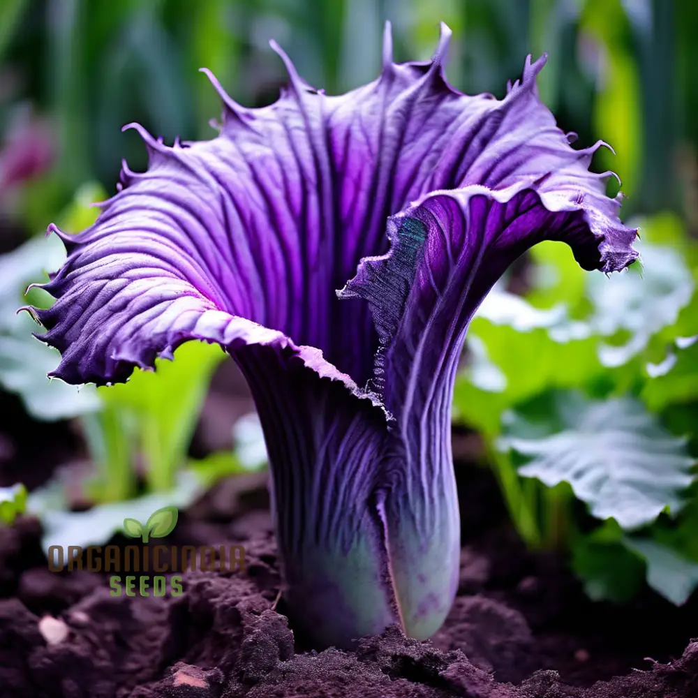 Purple Corpse Titan Arum Flower Seeds, Unique Purple Corpse Titan Arum Biggest Flower Seeds
