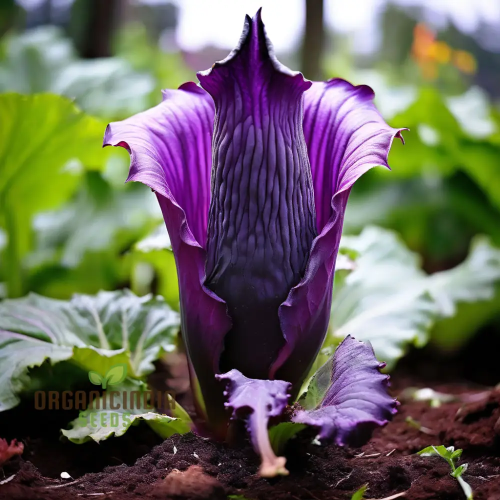 Purple Corpse Titan Arum Flower Seeds, Unique Purple Corpse Titan Arum Biggest Flower Seeds - Image 3