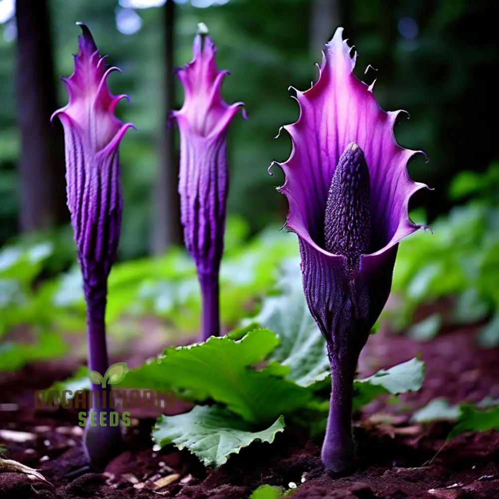 Purple Corpse Titan Arum Flower Seeds, Unique Purple Corpse Titan Arum Biggest Flower Seeds - Image 4