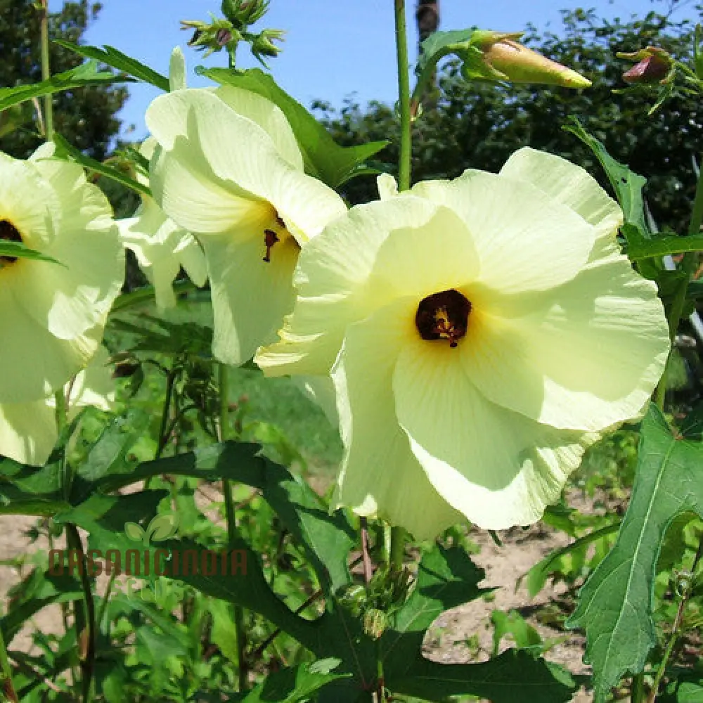 Abelmoschus Manihot Seeds – Exotic Garden Bloom Variety for Unique Landscapes