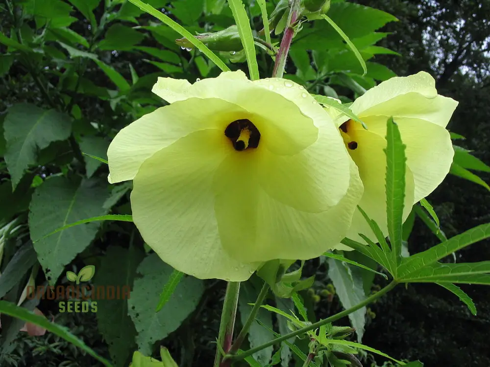 Abelmoschus Manihot Seeds – Exotic Garden Bloom Variety for Unique Landscapes - Image 3