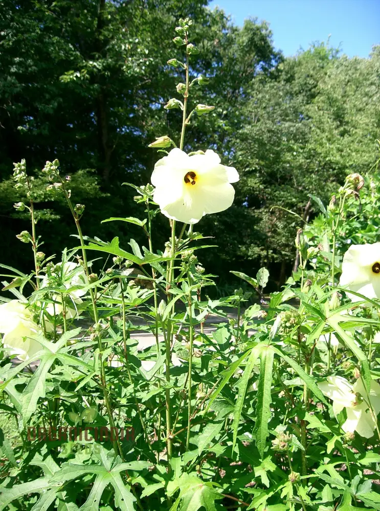 Abelmoschus Manihot Seeds – Exotic Garden Bloom Variety for Unique Landscapes - Image 4