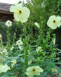 Abelmoschus Manihot Seeds – Exotic Garden Bloom Variety for Unique Landscapes - Image 6