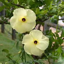 Abelmoschus Manihot Seeds – Exotic Garden Bloom Variety for Unique Landscapes - Image 7