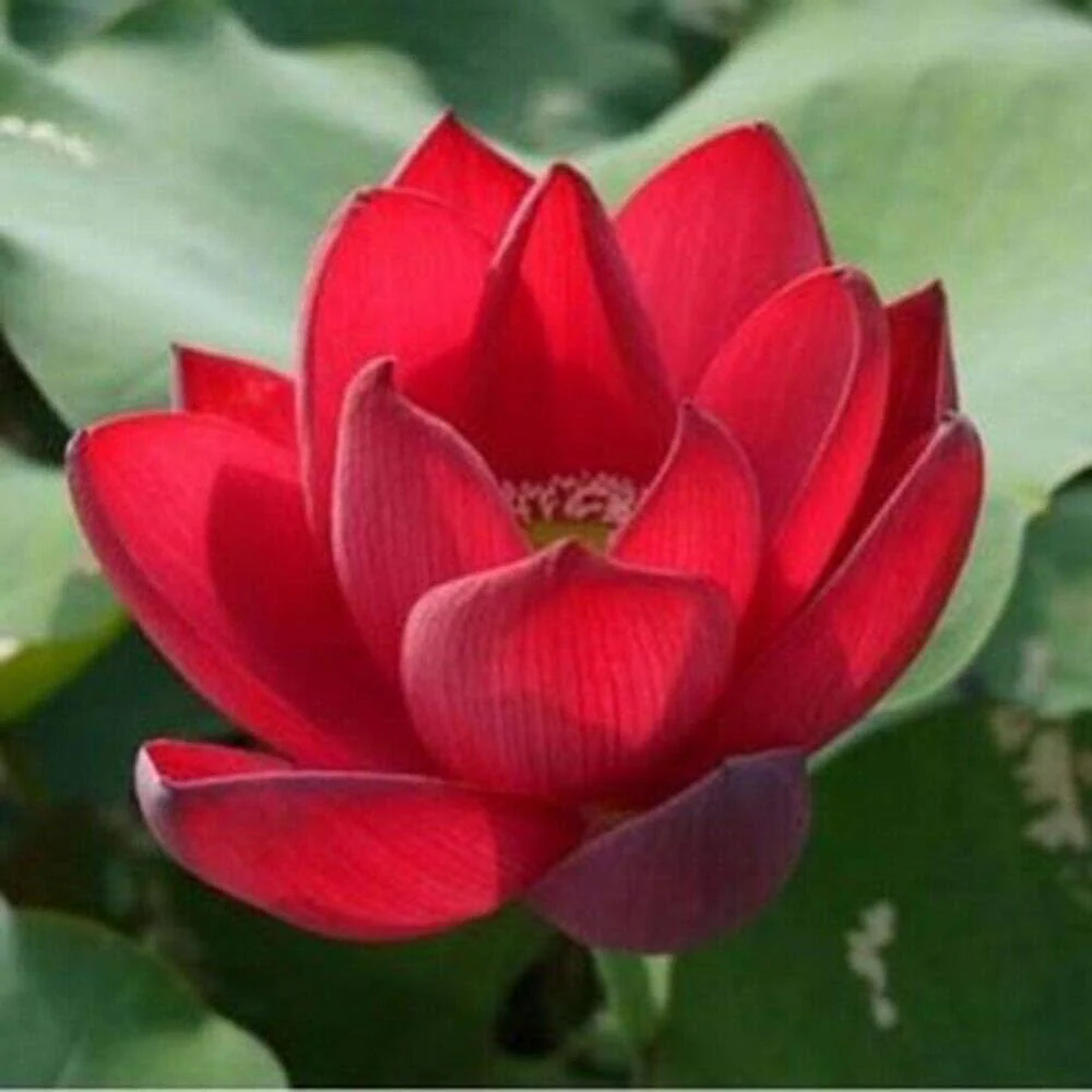 Red Lotus Seeds – Aquatic Water Garden Flower Plant - Image 3