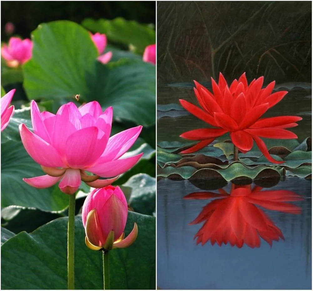 Red Lotus Seeds – Aquatic Water Garden Flower Plant - Image 4