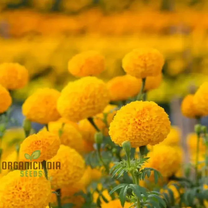 Exotic Blooms African Marigold Fantastic Mix Vibrant and Versatile - Image 3