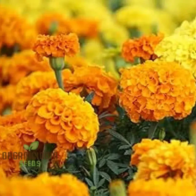 Exotic Blooms African Marigold Fantastic Mix Vibrant and Versatile - Image 4