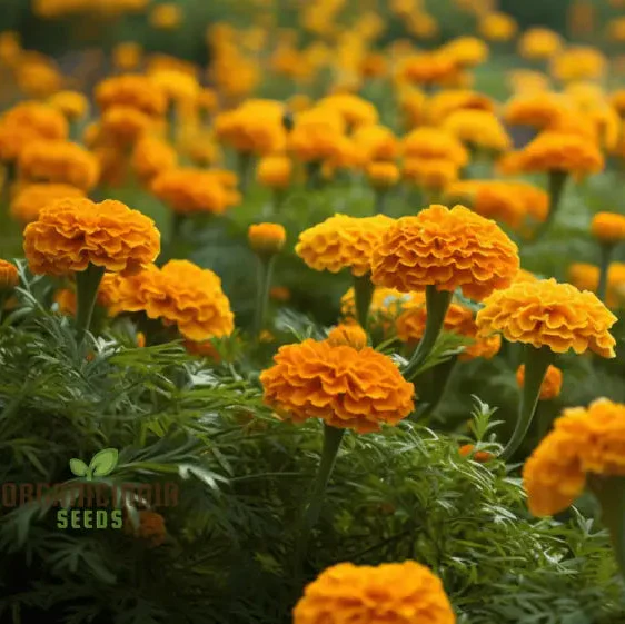 Exotic Blooms African Marigold Fantastic Mix Vibrant and Versatile - Image 5
